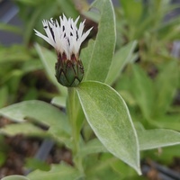 Centaurea montana 'Purple Heart'